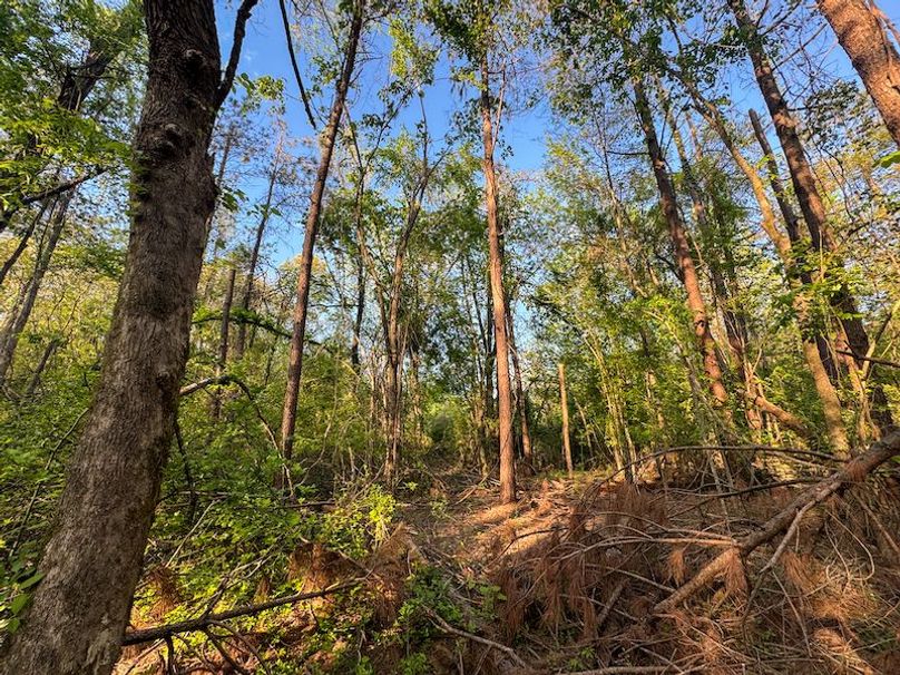 Tallahatchie 44 Newman (Crowden) Wide-44