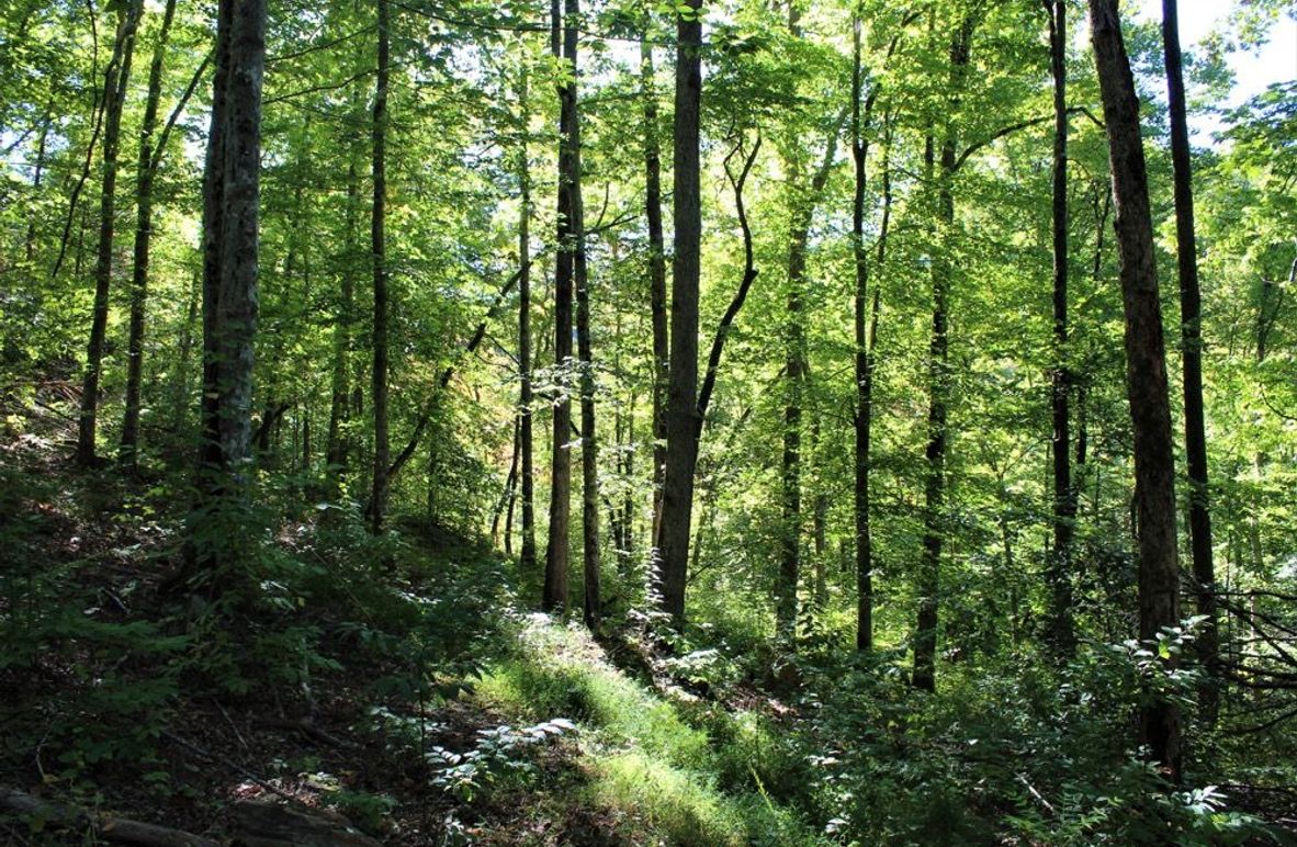 002 open forest with high canopy on a south facing slope