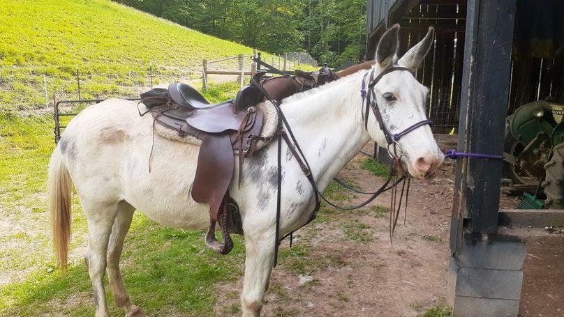 045 saddle up, let_s ride-2