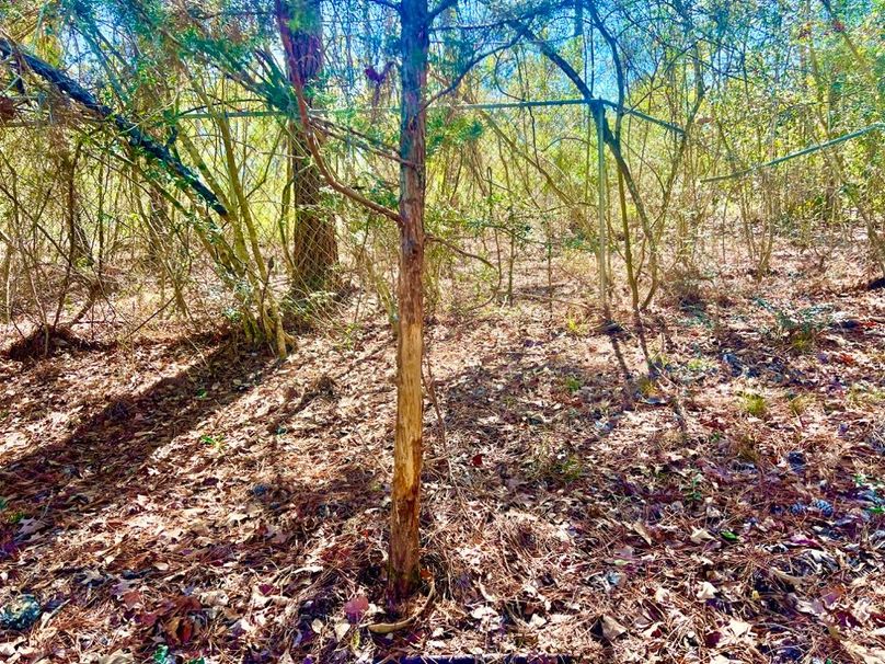 C7E9F44F-5982-485C-B7DB-AD8F1747B4F6_1_201_a