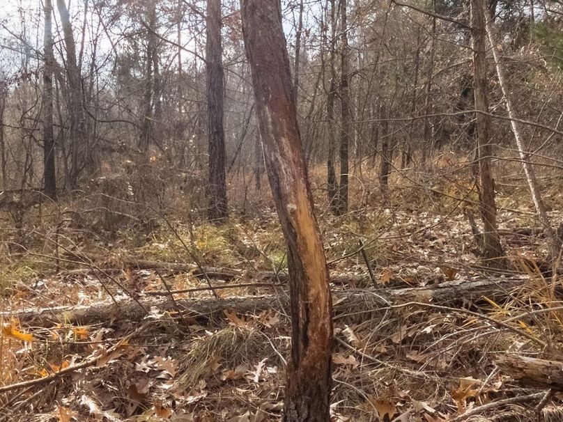 Yazoo Co - 75 - Batton-16