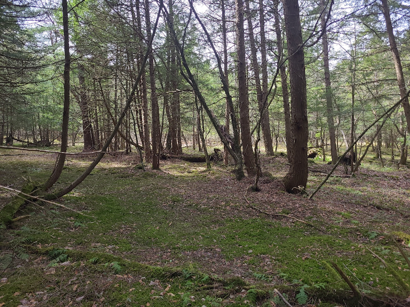 photo_2adfd2ff-ff6f-4f87-9fe1-d465c9d559d6