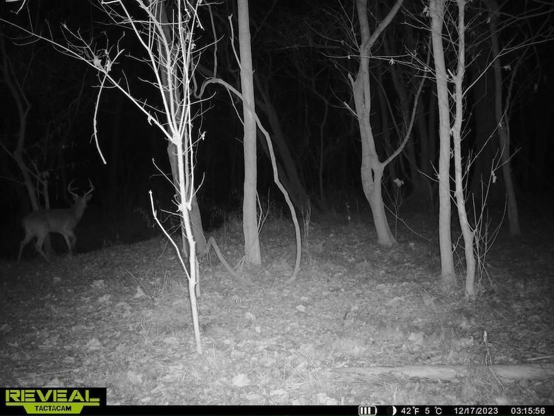 Trail cam Big Buck at creek crossing 