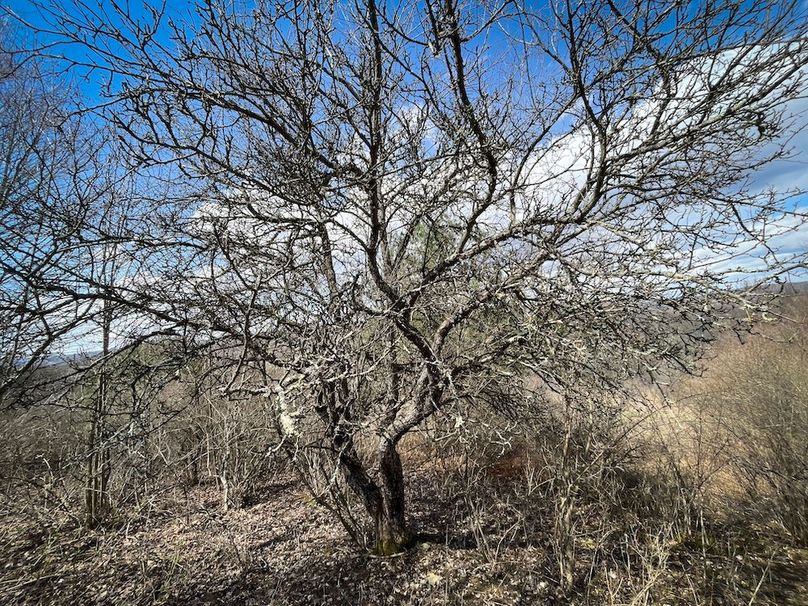 Tioga__NY_109.7_Burris_Photos_35