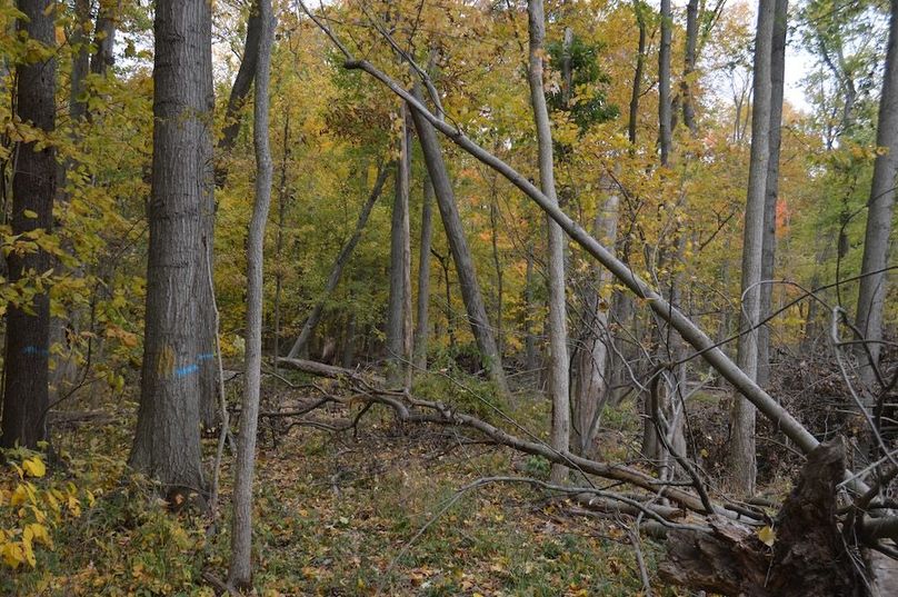 West property line looking north