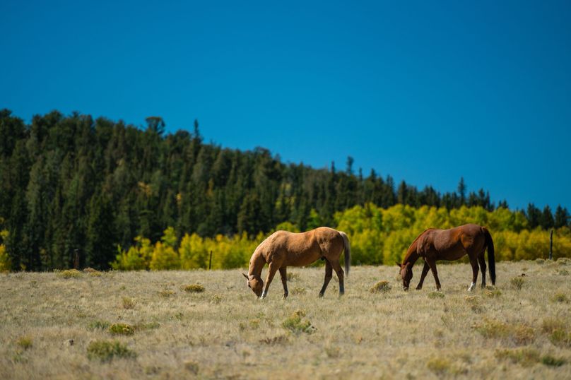 Park Co 35.37 Bowling - 038 Nearby Horses