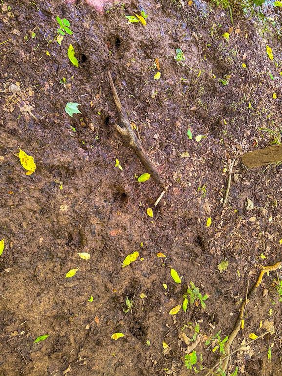 Doddridge, WV 64.69 AC Davis-37