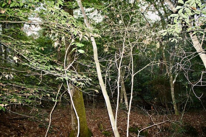 8D8BA9C8-77BB-4C42-84F4-7FE4857D36D2_1_105_c