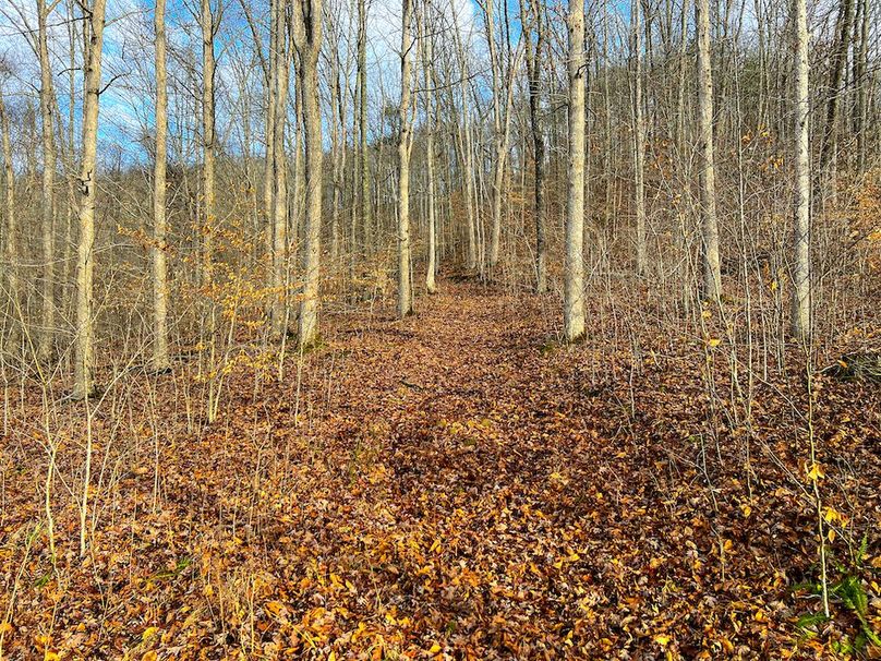 Calhoun, WV 225.69 AC Duffield-77
