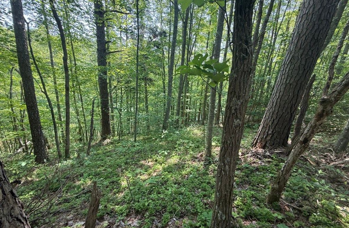 003 some of the forested area near the ridge above the pond-2