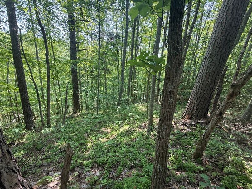 003 some of the forested area near the ridge above the pond-2