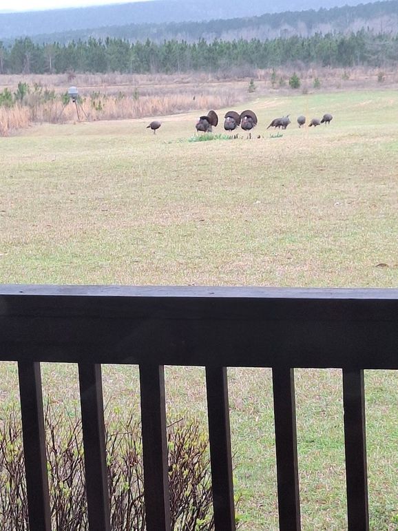 Turkey Hutch 2