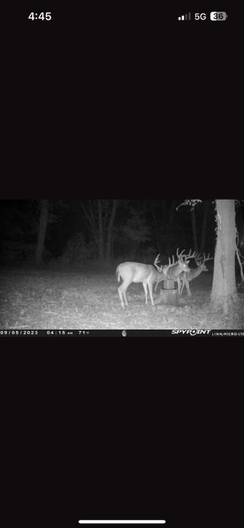 bucks
