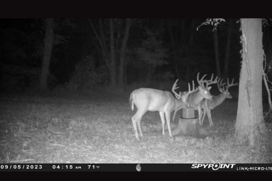 bucks