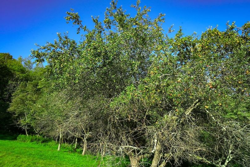 Somerset, 120, Westwood-6