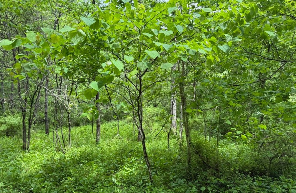 004 some of the lush growth near the stream in the north area of the property