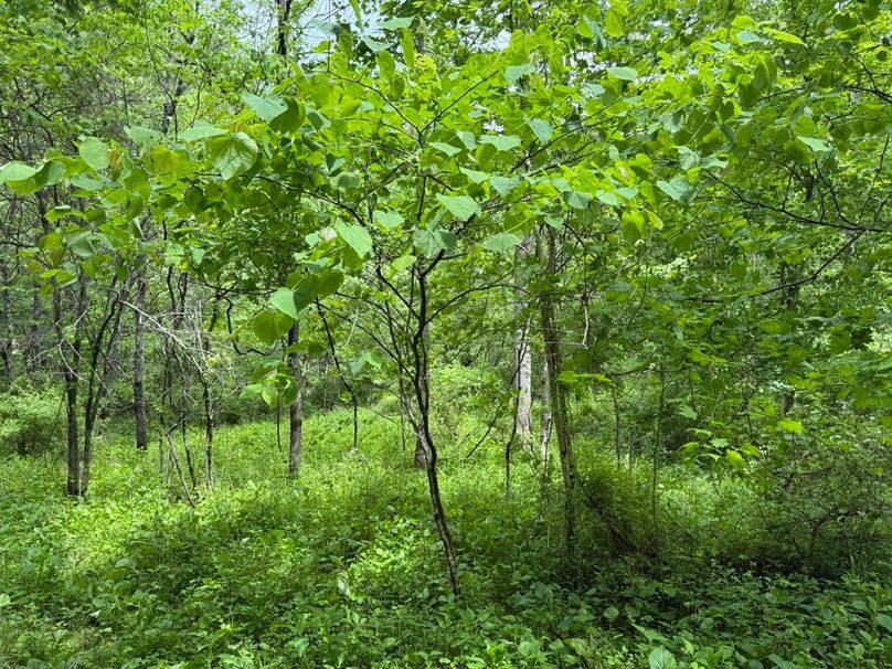 004 some of the lush growth near the stream in the north area of the property