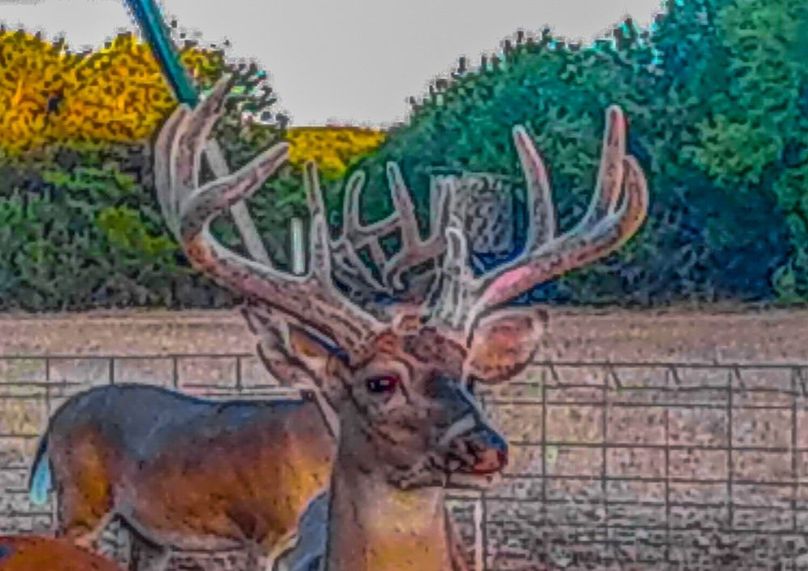 Bosque 294 Deer Cam Photos-3