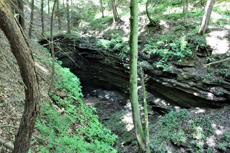 006 open understory, seasonal waterfall bowl