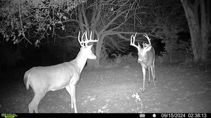 Trail cam 11