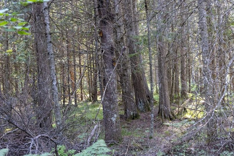 Mackinac 320 Copenhaver-83