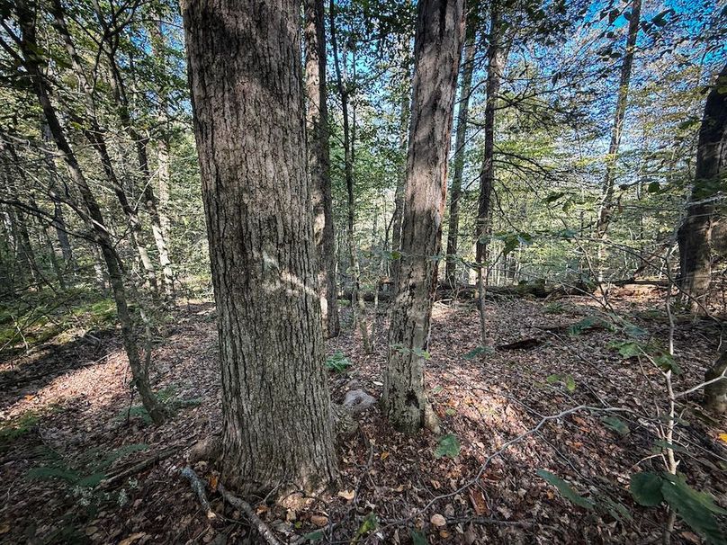 Tompkins NY 87 Allen Photos 43