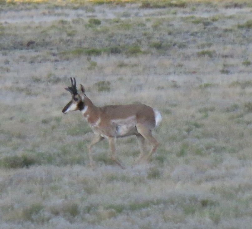 Pronghorn buck 3