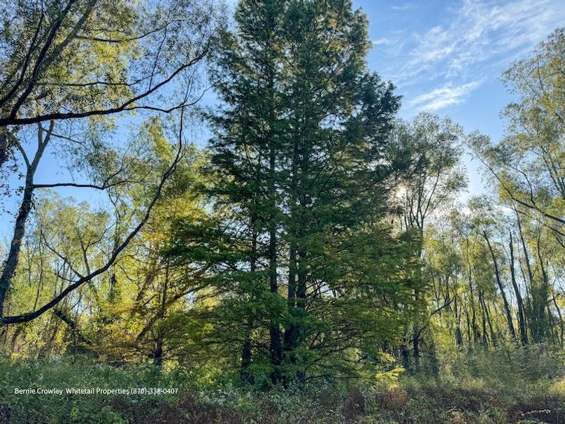 DeSoto 109 Prewett -31