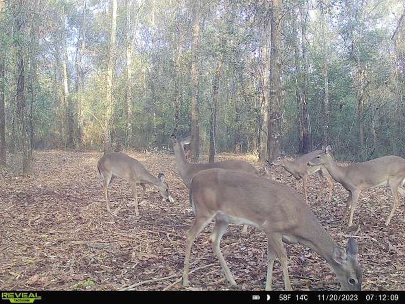 New Trail Cam 5