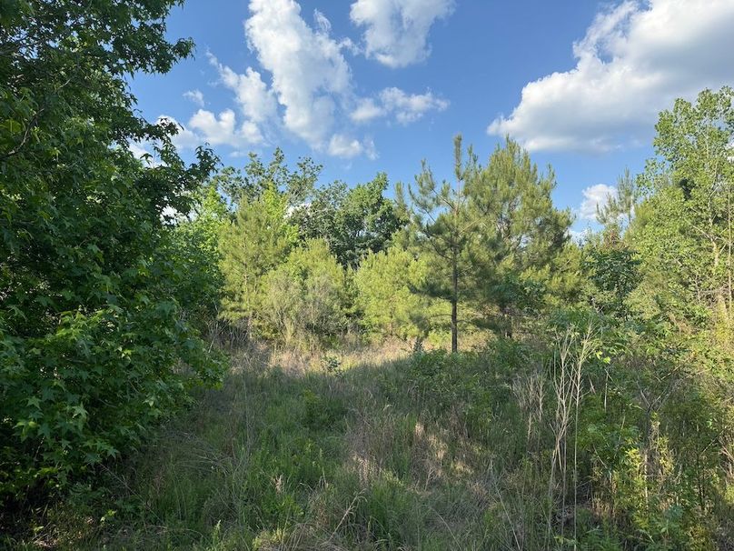 15 - opening in pines