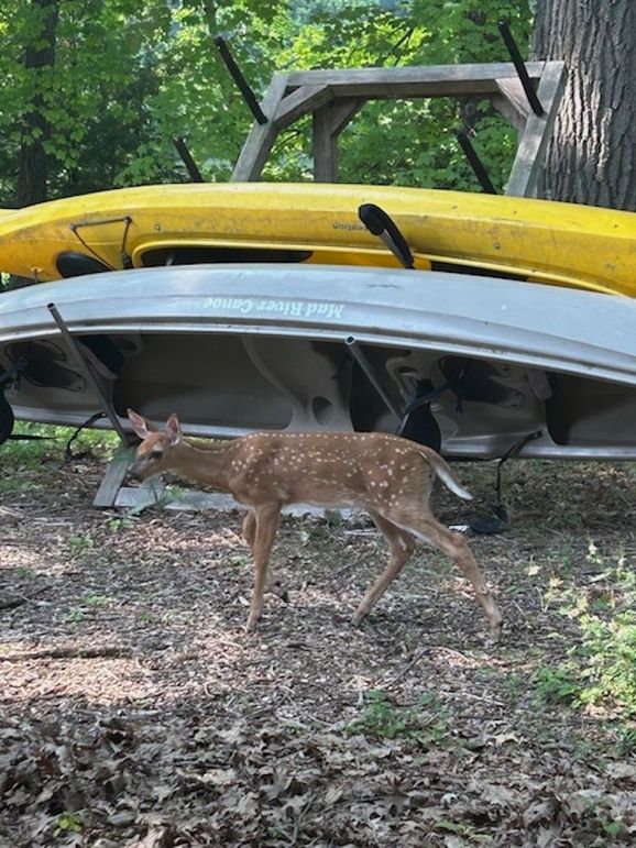 Fawn 1