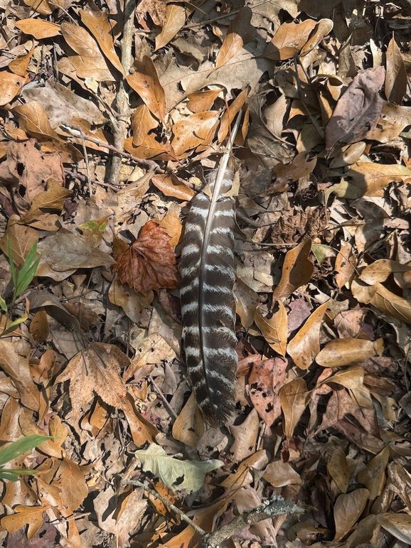 Turkey Feather