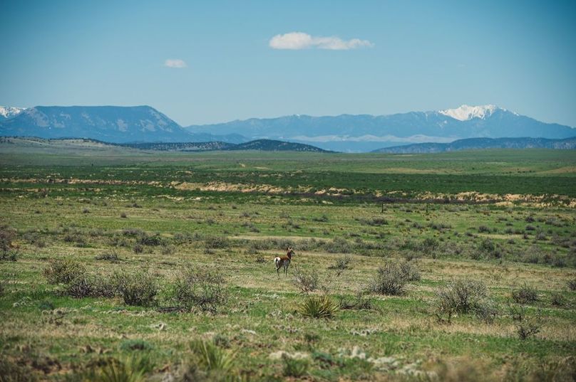 Huerfano Co 35.81 Bennett Outdoor Services -012 Pronghorn Antelope