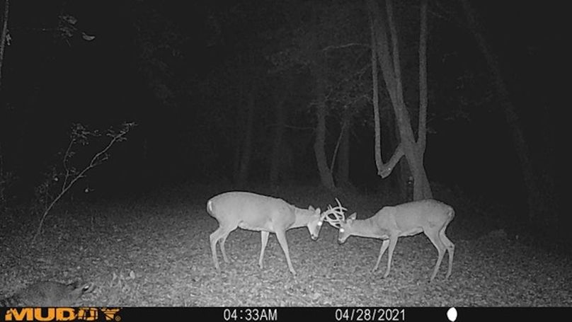trailcam3