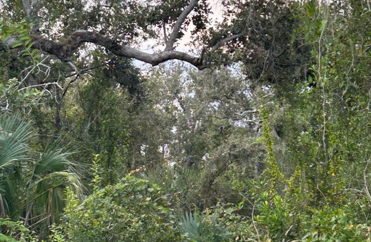 B32D2CD4-9A2F-41A8-BA68-A78A7A0C1F26_1_105_c