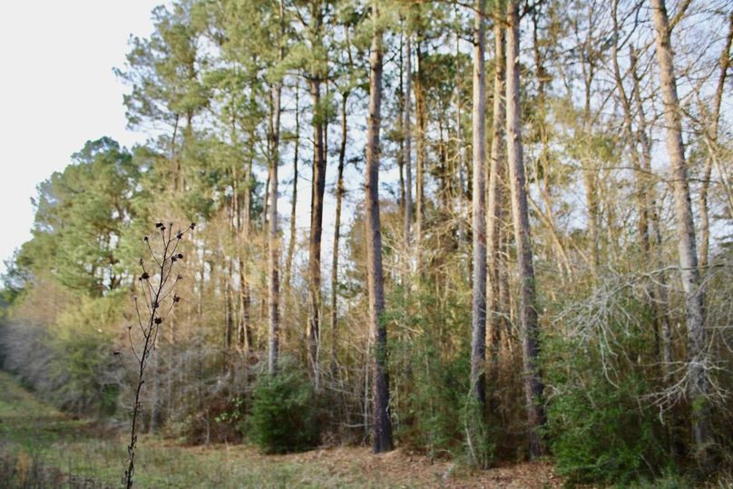 B54C9018-5D83-40BB-B2A1-14E221767D1D_1_105_c