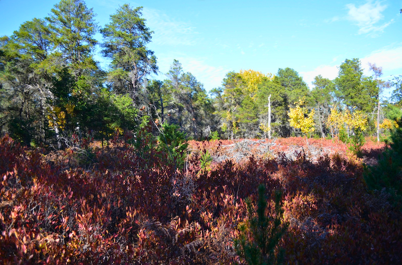 Screenshot 2025-11-14 at 11.03.58 AM