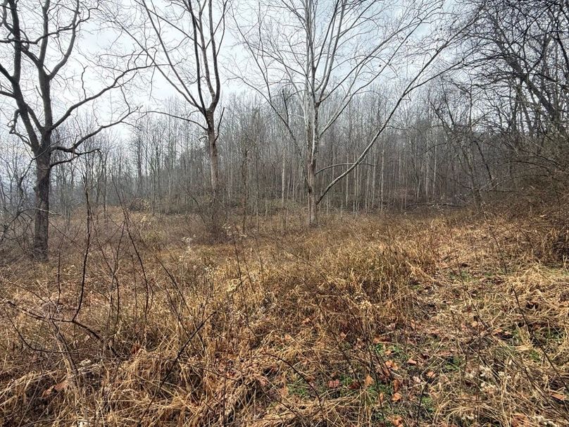 026 the old growth field area in the northeast part of the property