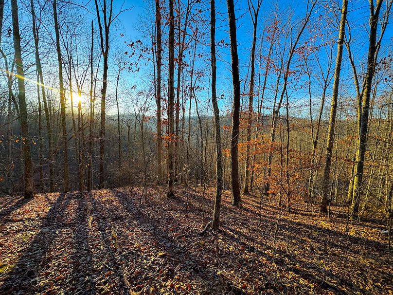 Roane, WV 100.12 AC Tree Line-33