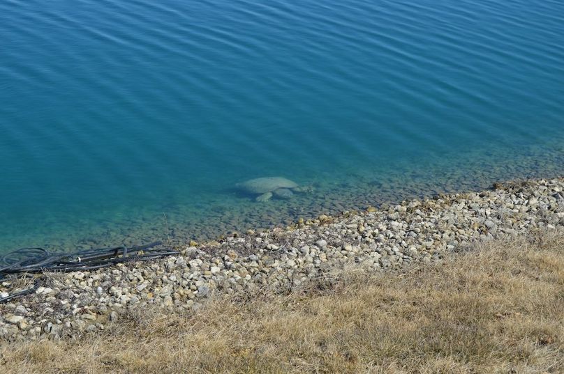 Snapping turtle in pond 1