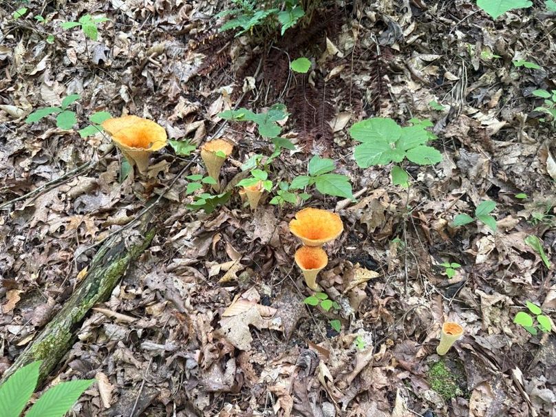 010 False Chanterelle on the forest floor near the blue line stream-2