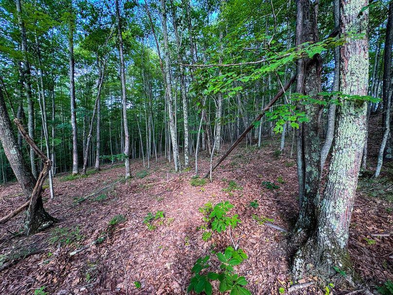 Lewis, WV 82.87 AC Barger-082