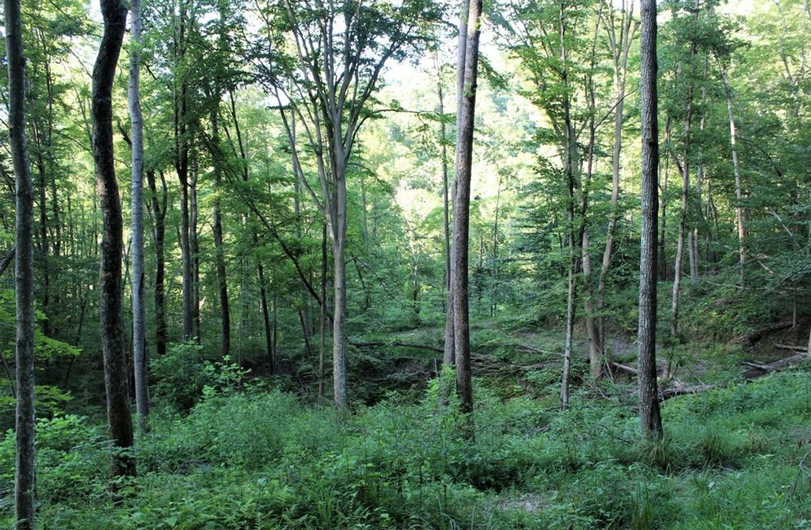 003 lush regrowth along a bench on a north facing slope