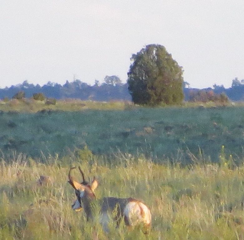 Pronghorn buck 1