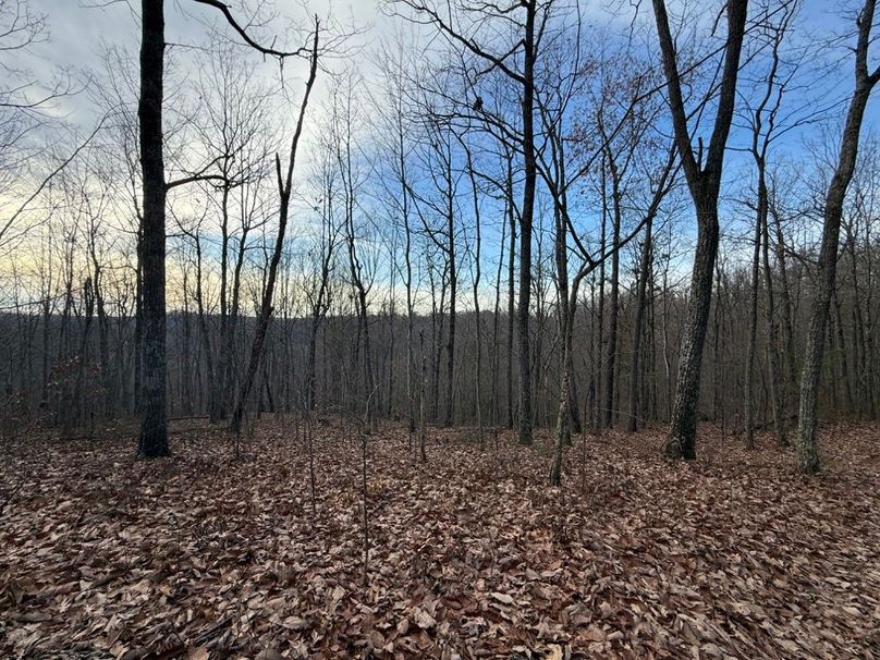 028 the wooded forest area in the west area of the property