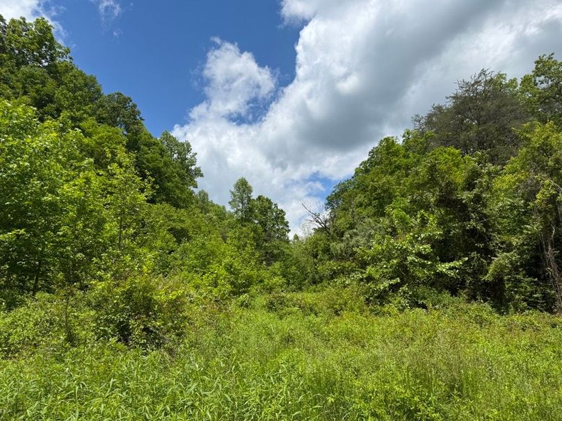 035 the overgrown field area in the south area of the property looking up the main valley