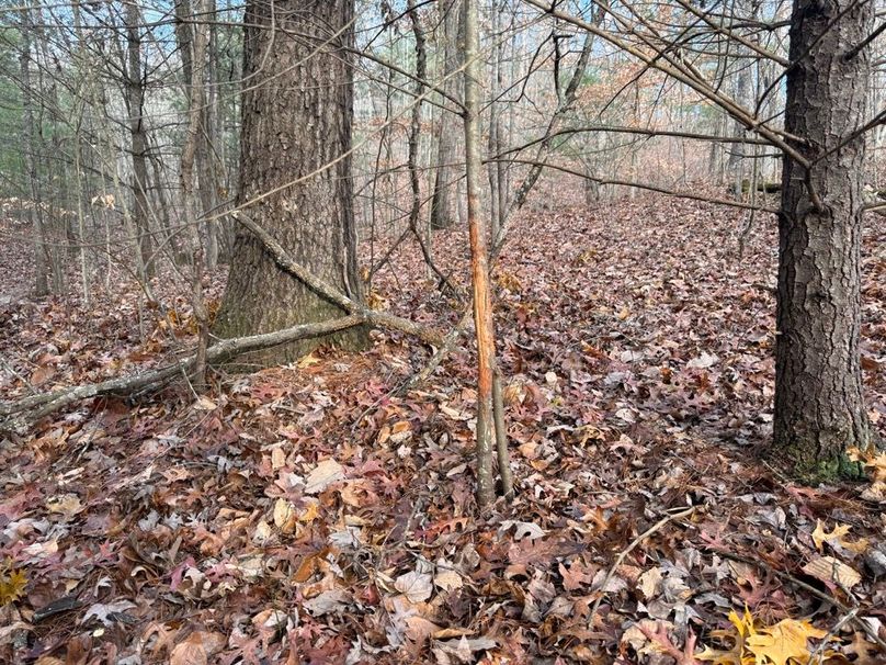 032 more of the buck sign near one of the food plots