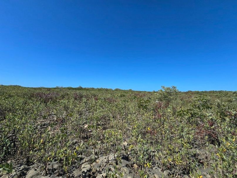 17.17ac, Citrus, Josiah Ronco50