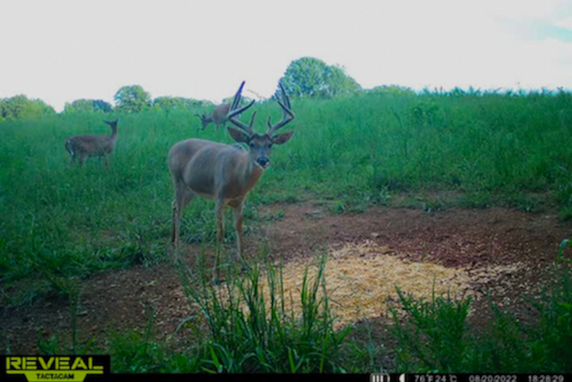 trail cam13