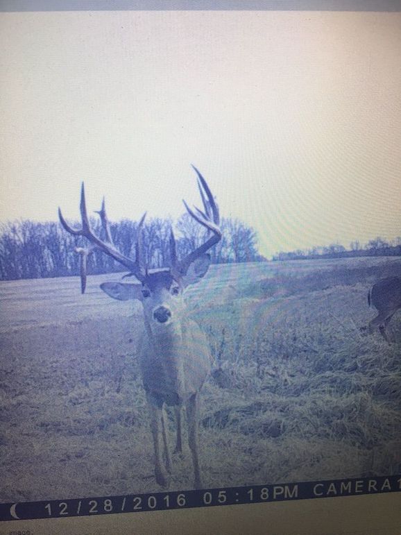 Copy of deer photos.105